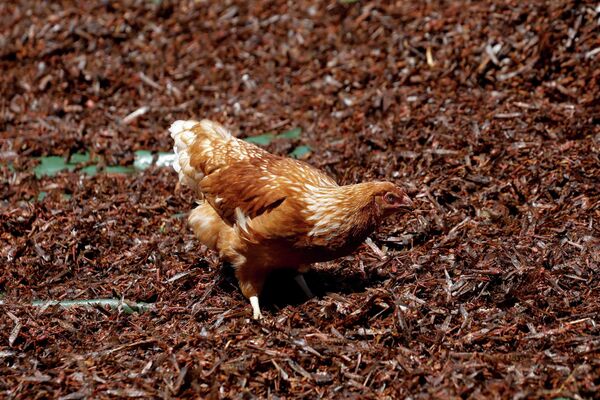 Una gallina se alimenta de langostas del desierto aplastadas y secadas en una granja cerca de la ciudad de Rumuruti (Kenia).
 - Sputnik Mundo