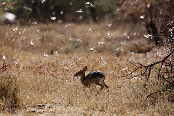 Las langostas del desierto pasan volando junto a un antílope dik-dik cerca de la ciudad de Nanyuki (Kenia).
 - Sputnik Mundo