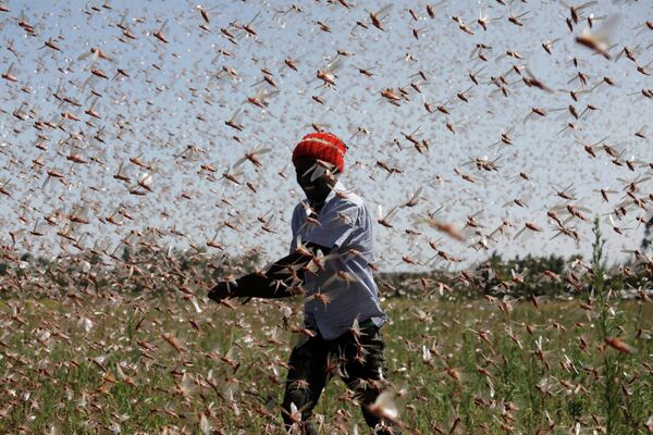 Un hombre intenta ahuyentar un enjambre de langostas del desierto de una granja cerca de la ciudad de Rumuruti (Kenia).
 - Sputnik Mundo