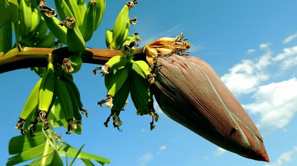 Un árbol de plátanos. Imagen referencial - Sputnik Mundo