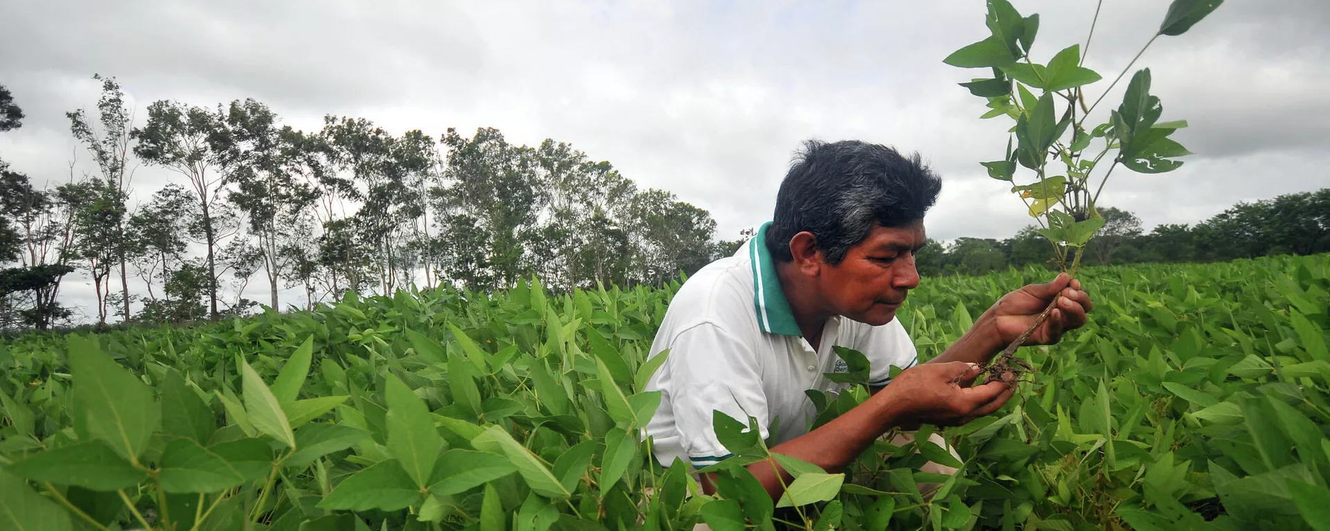 Cultivo de soja en Santa Cruz, Bolivia - Sputnik Mundo, 1920, 21.01.2023