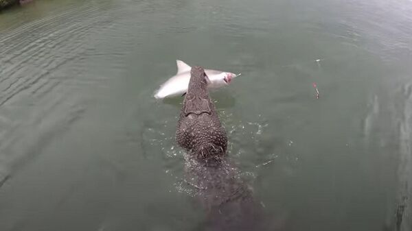 Un cocodrilo con un tiburón - Sputnik Mundo