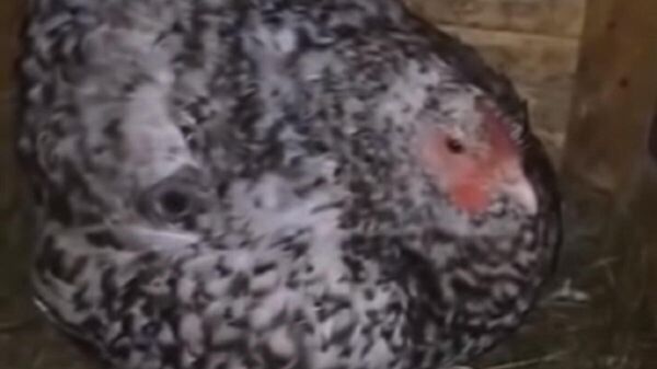 Una gallina se convierte en una madre inusual para unos gatitos - Sputnik Mundo