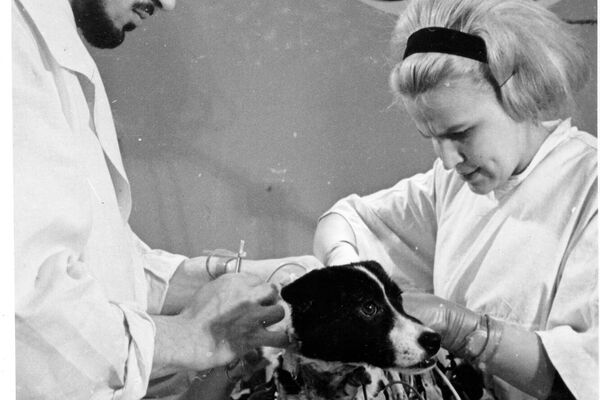 Preparaciones para el vuelo de dos perros, Veterok y Ugoliok, al espacio en 1966 - Sputnik Mundo