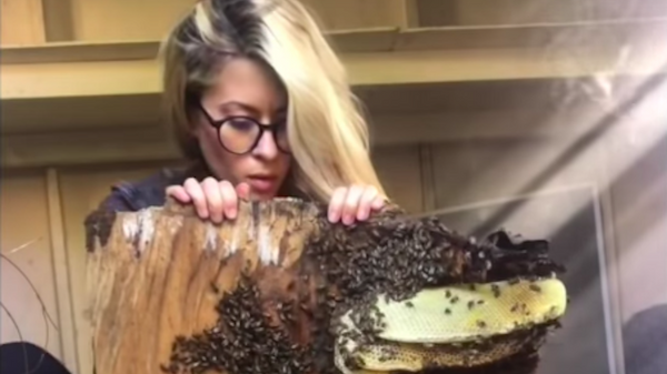 Erika Thompson, apicultora estadounidense, remueve una colmena - Sputnik Mundo