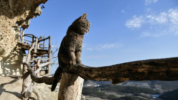 Кошка на территории пещерного монастыря Челтер-Мармара, расположенного на обрыве горы Челтер-Кая в Крыму - Sputnik Mundo