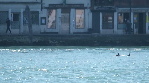 Unos delfines nadan en el canal de Giudecca, cerca de la Plaza de San Marcos, en Venecia (Italia) - Sputnik Mundo