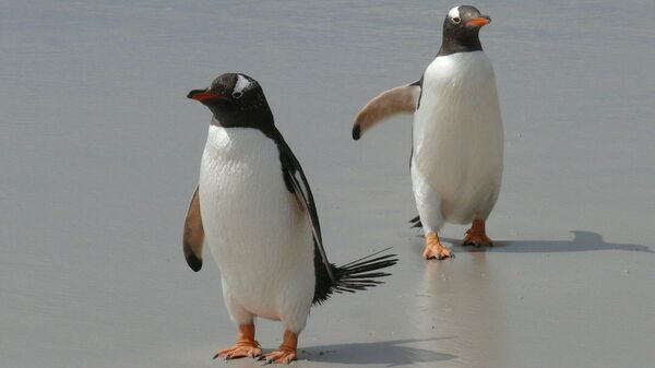 Dos pingüinos (imagen referencial) - Sputnik Mundo