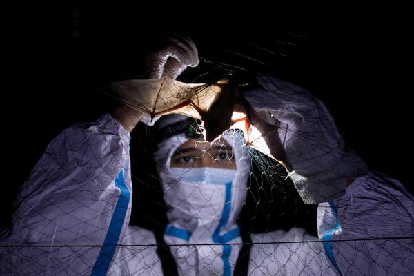 Un especialista en murciélagos de la Universidad UPLB en Los Baños, Filipinas, rescata a un animal atrapado en una red.  - Sputnik Mundo
