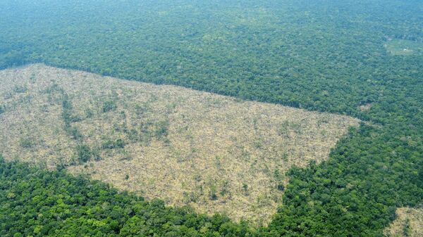 Deforestación en Colombia - Sputnik Mundo