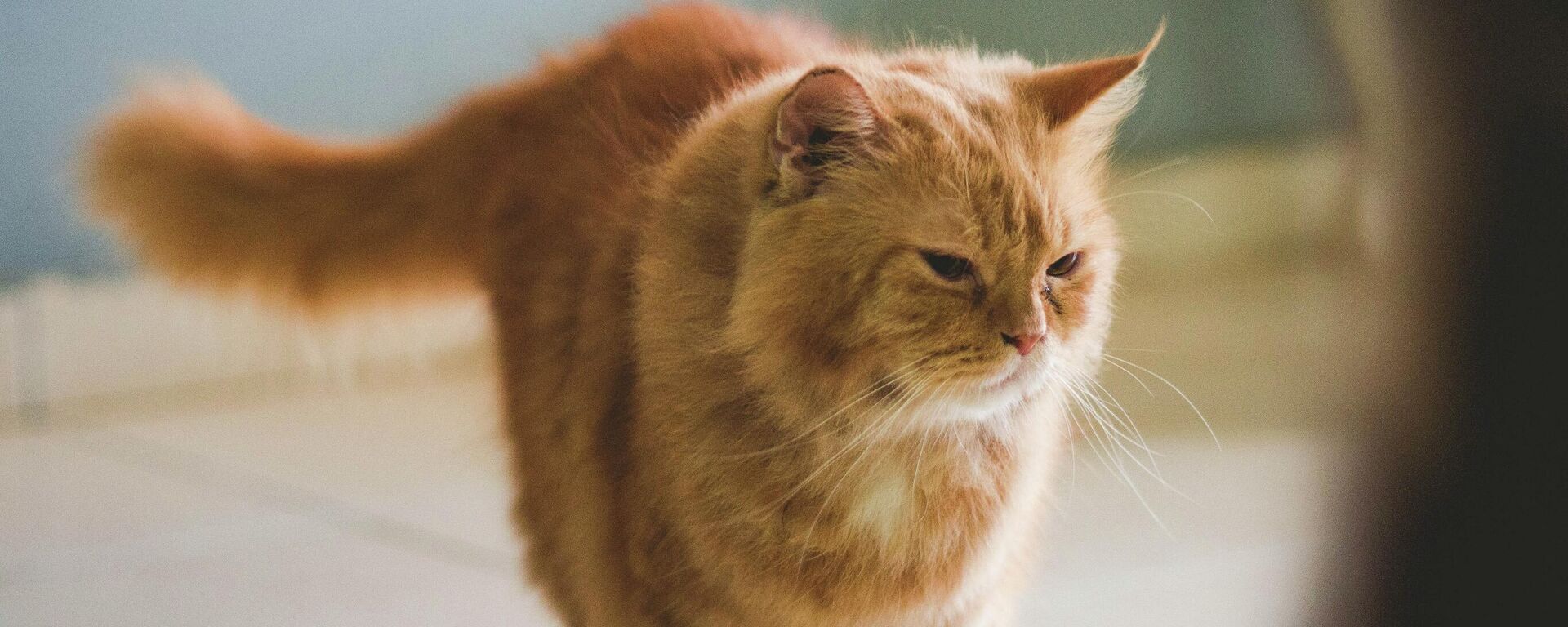 Un gato Un gato - Sputnik Mundo, 1920, 03.11.2021