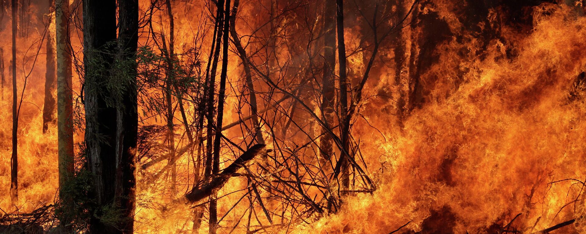 Incendios forestales en Australia - Sputnik Mundo, 1920, 12.04.2021