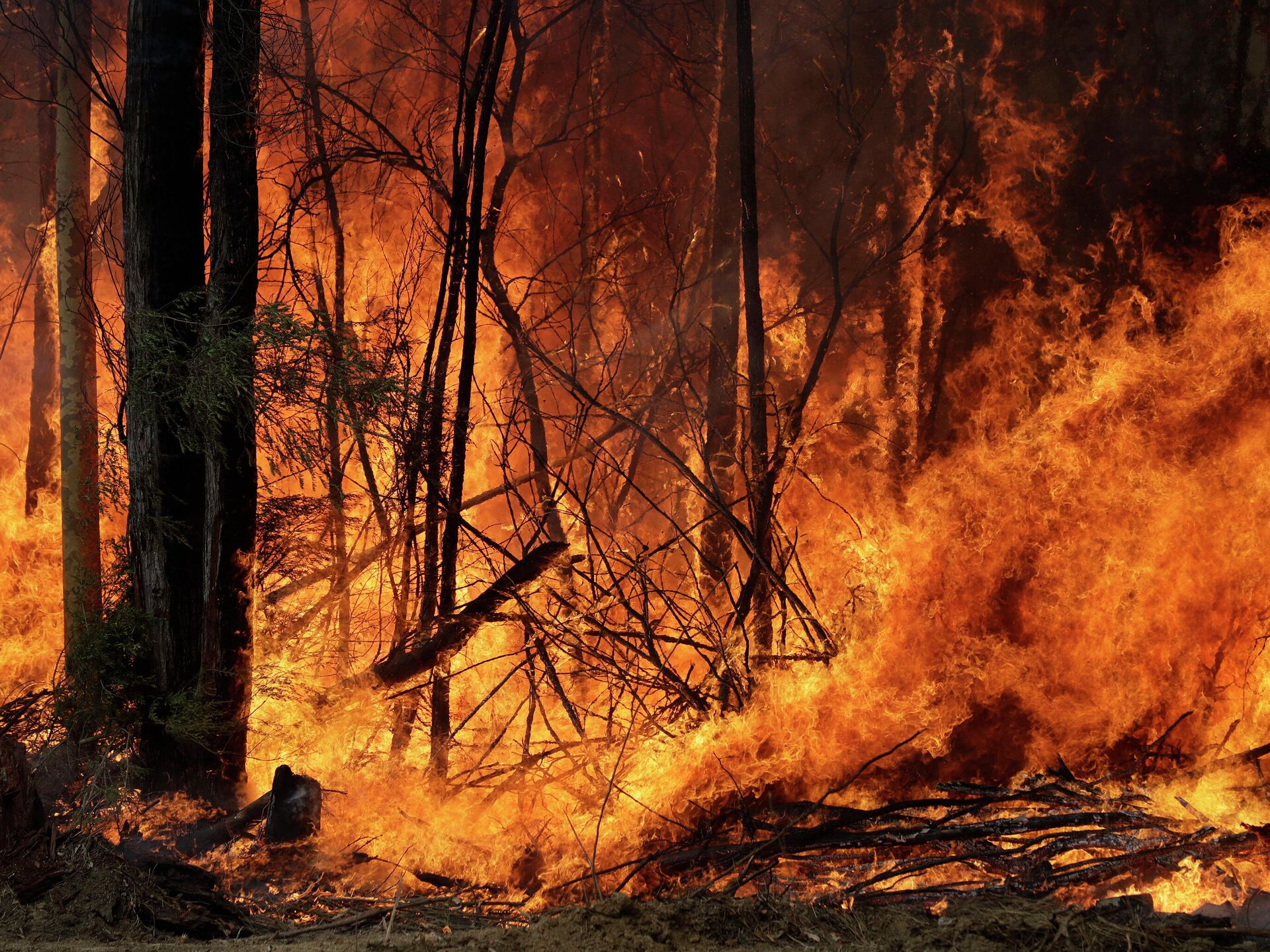 Повышенная пожароопасность. Пожар в лесу. Высокая пожароопасность. Горящий лес. Высокая пожароопасность в лесу.