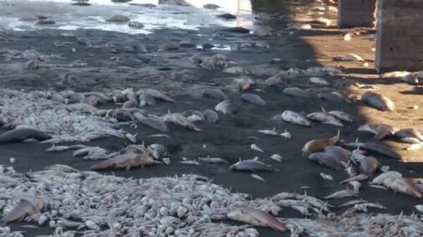 Miles de peces aparecen muertos en una laguna de Argentina - Sputnik Mundo