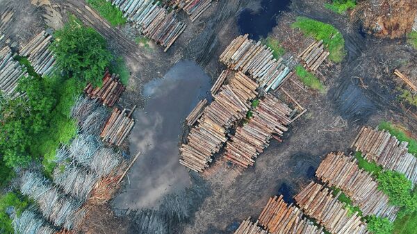 Deforestación, imagen referencial - Sputnik Mundo