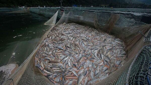 Mortandad de salmones en el centro de cultivo de la empresa Camanchaca ,en el fiordo Comau - Sputnik Mundo