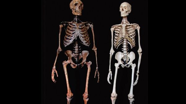 Comparativa de Neandertal y Homo Sapiens - Sputnik Mundo