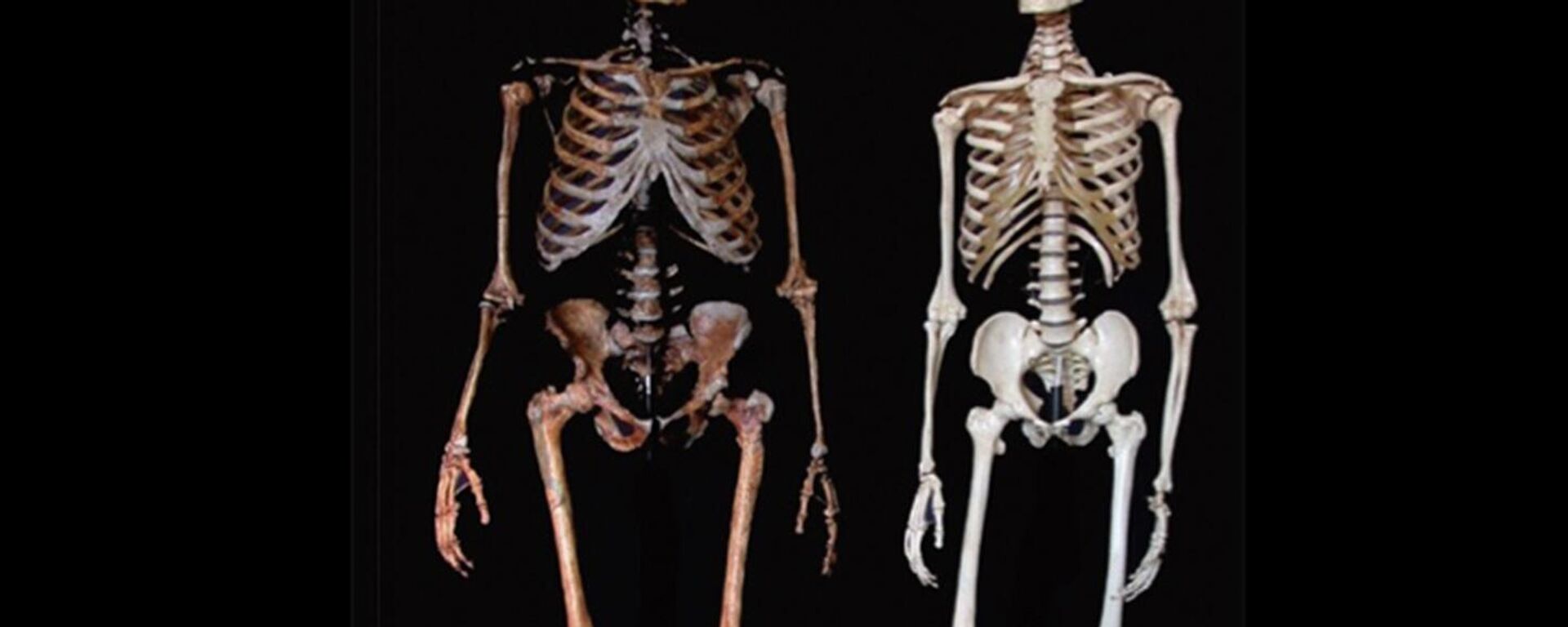 Comparativa de Neandertal y Homo Sapiens - Sputnik Mundo, 1920, 30.12.2022