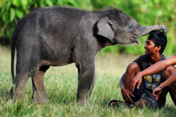 Cría de elefante de Sumatra en la Reserva del Ecosistema de Leuser en Sumatra, Indonesia. - Sputnik Mundo