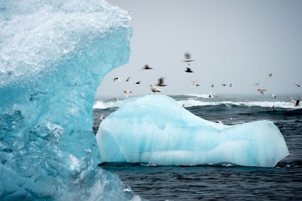 Gaviotas sobre un iceberg en la laguna glacial de Jökulsárlón, Islandia. - Sputnik Mundo