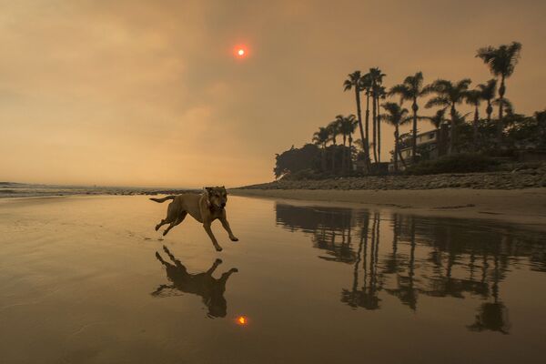 Una playa de California, EEUU, oscurecida por el humo de los incendios forestales. - Sputnik Mundo