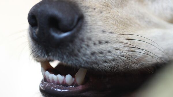 El hocico de un perro. Imagen referencial - Sputnik Mundo
