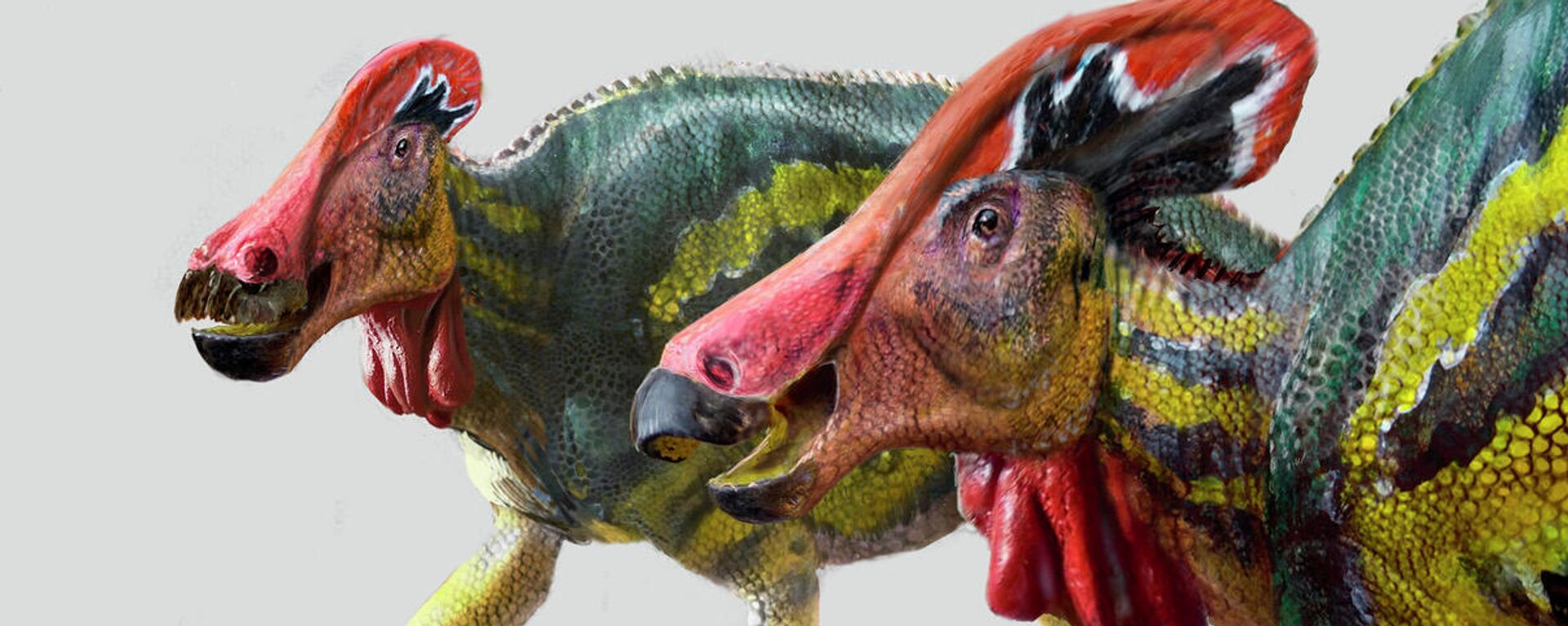 Tlatolophus galorum, una especie inédita de dinosaurio crestado identificada por científicos mexicanos Tlatolophus galorum, una especie inédita de dinosaurio crestado identificada por científicos mexicanos - Sputnik Mundo, 1920, 14.05.2021