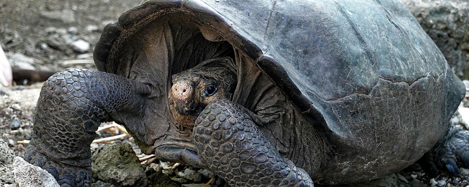 Una tortuga Chelonoidis phantasticus en el Parque Nacional Galápagos - Sputnik Mundo, 1920, 26.05.2021