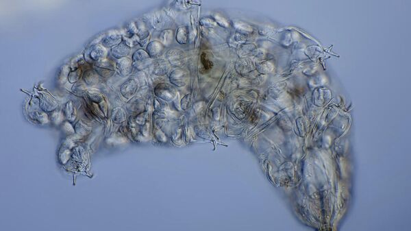 Tardígrado visto bajo el microscopio óptico. - Sputnik Mundo
