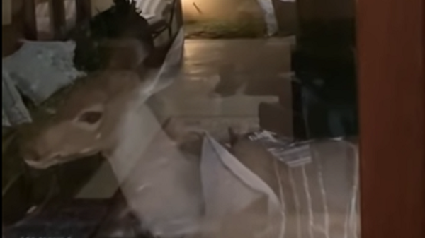 Una hiena despedaza a un antílope enfrente de las ventanas de un hotel | Vídeo - Sputnik Mundo