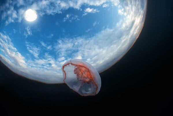 La victoria en la categoría la magia del agua quedó en manos de Denís Degtiarev. Su obra Cosmos retrata una medusa cerca de la superficie del agua en el mar Blanco, en la costa noroeste de Rusia. - Sputnik Mundo
