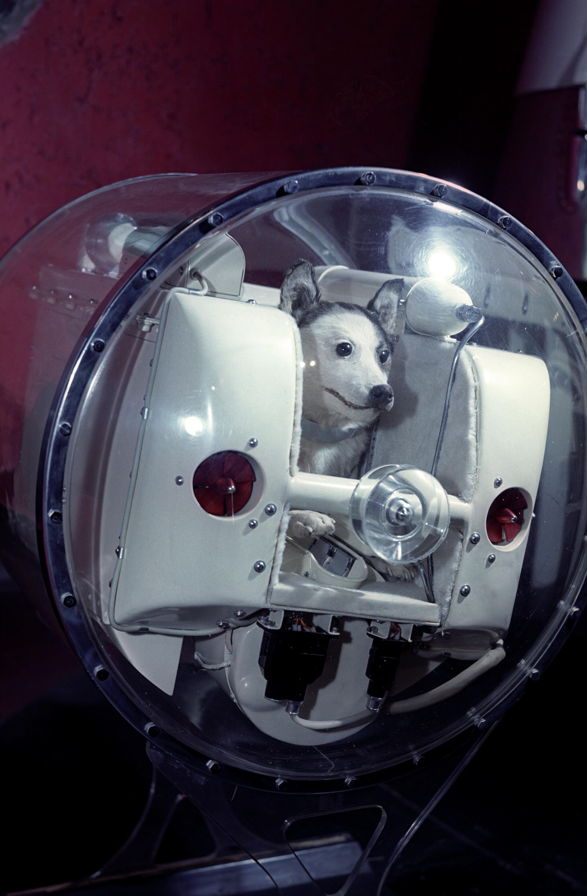 La perra Laika dentro de uno de los primeros satélites soviéticos (maqueta) - Sputnik Mundo, 1920, 06.06.2021