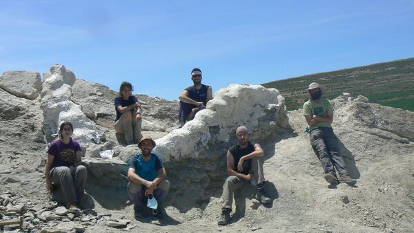 Paleontólogos tras la excavación de la serie vertebral articulada, protegida con yeso - Sputnik Mundo