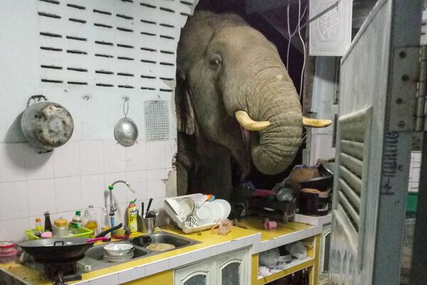 Un elefante hambriento rompió la pared de una casa en Tailandia en busca de comida. - Sputnik Mundo