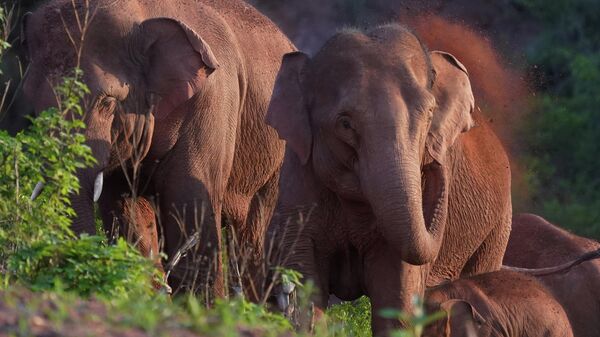 Una manada de elefantes viaja por China - Sputnik Mundo