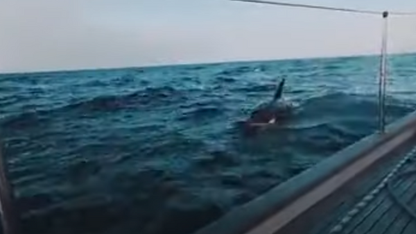 Video: una gran manada de orcas ataca un barco cerca de Gibraltar - Sputnik Mundo