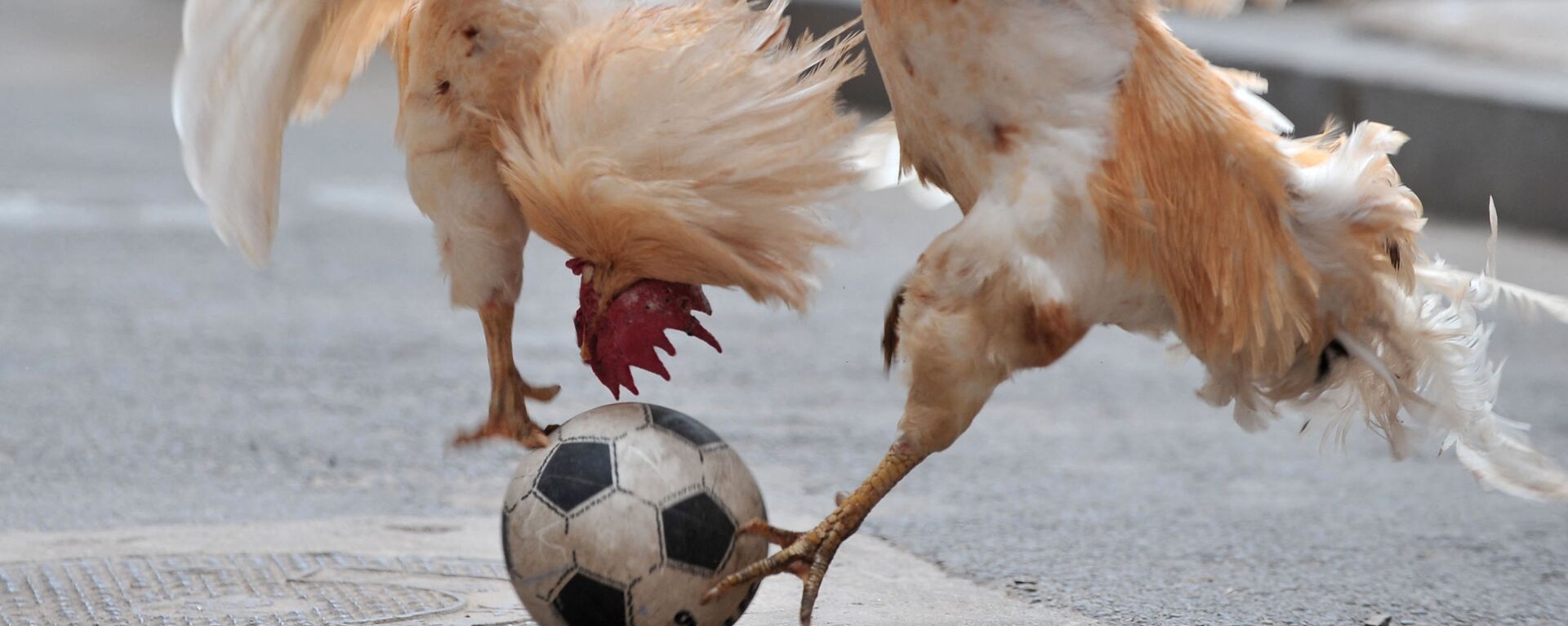 Два петуха дерутся за мяч во время шоу футбольного матча с цыплятами в Шэньяне, Китай - Sputnik Mundo, 1920, 02.07.2021