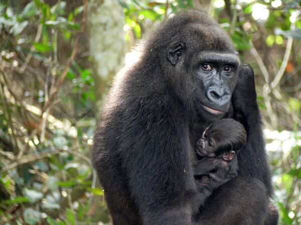 Una gorila con su cría en el Parque Nacional de la Meseta de Bateke, en Gabón. La madre había sido criada en el zoo y posteriormente puesta en libertad. - Sputnik Mundo