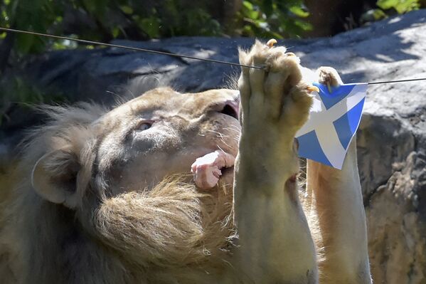 El león blanco de cinco años llamado Boy, del zoo Khon Kaen (Tailandia), pronosticó la victoria de Escocia en uno de los partidos de la fase de grupos. Se comió un pedazo de carne debajo de su bandera. Pero la selección escocesa no ganó en ningún partido de esta edición de la Eurocopa.   - Sputnik Mundo
