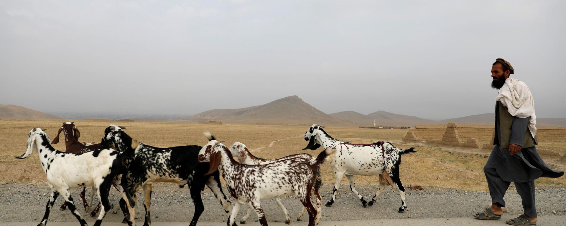 Un hombre afgano con unas cabras - Sputnik Mundo, 1920, 13.07.2021