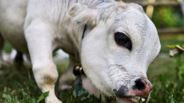 Rani, candidata al título de vaca más pequeña del mundo - Sputnik Mundo