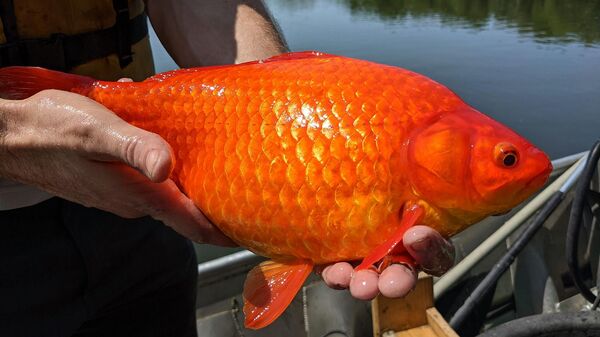 Un pez dorado encontrado en el lago Keller en Burnsville, Minnesota - Sputnik Mundo