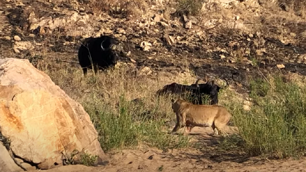 Unos leones se comen a un búfalo que pedía auxilio - Sputnik Mundo