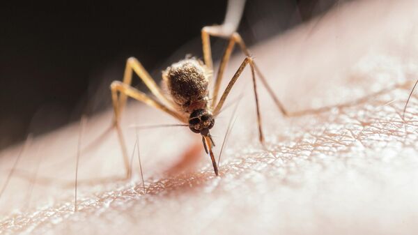 Un mosquito, imagen ilustrativa - Sputnik Mundo