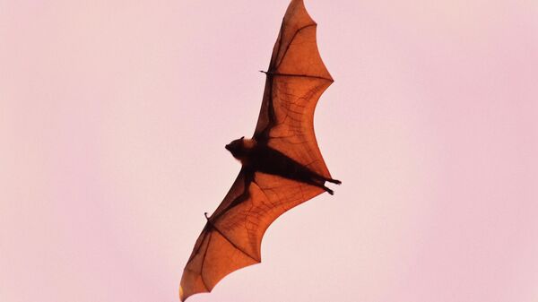 Bat flying  - Sputnik Mundo