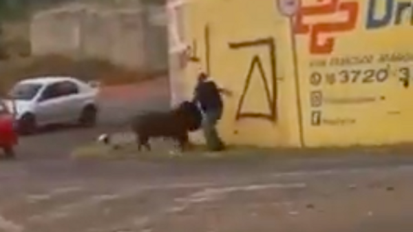 Un cerdo ataca y hiere un repartidor de comida en Brasil - Sputnik Mundo