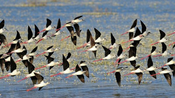 Aves en el Parque Nacional de Doñana - Sputnik Mundo
