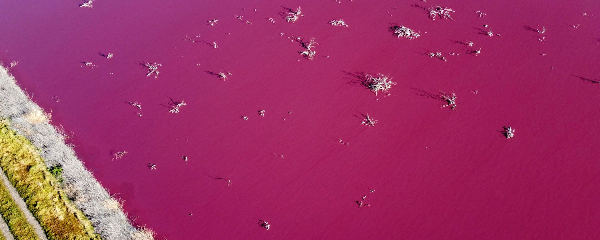 Una laguna en la Patagonia teñida de rosa - Sputnik Mundo, 1920, 27.07.2021