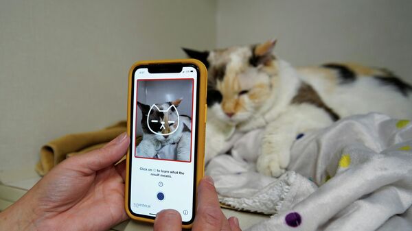 Una veterinaria utiliza la aplicación Tably - Sputnik Mundo