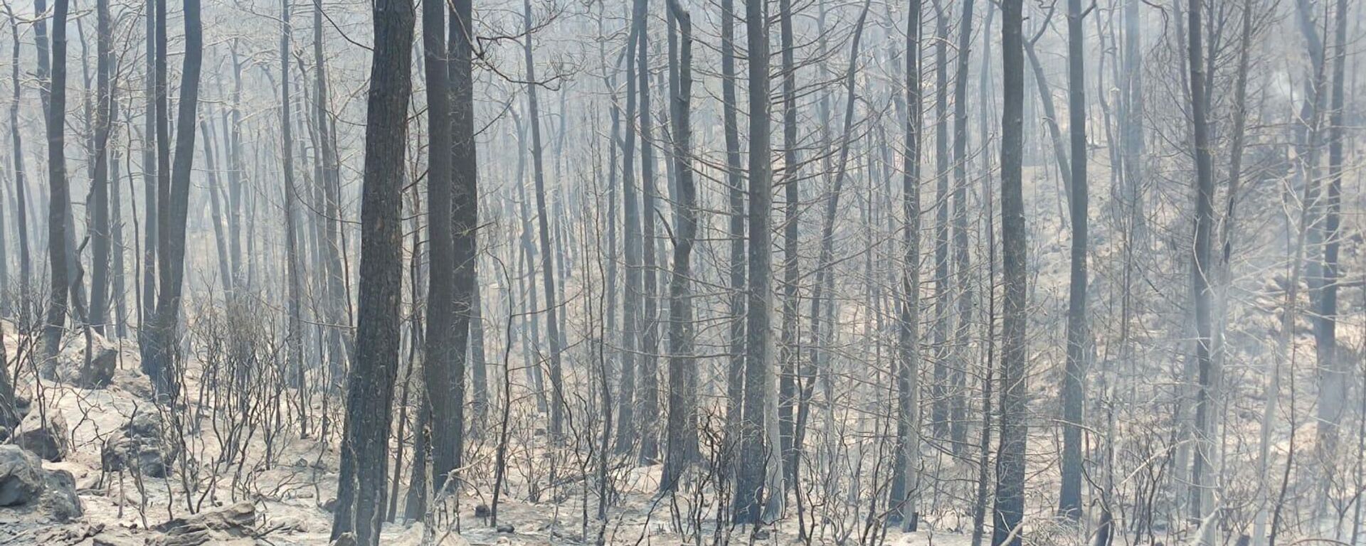 Un bosque quemado en Turquía - Sputnik Mundo, 1920, 06.08.2021
